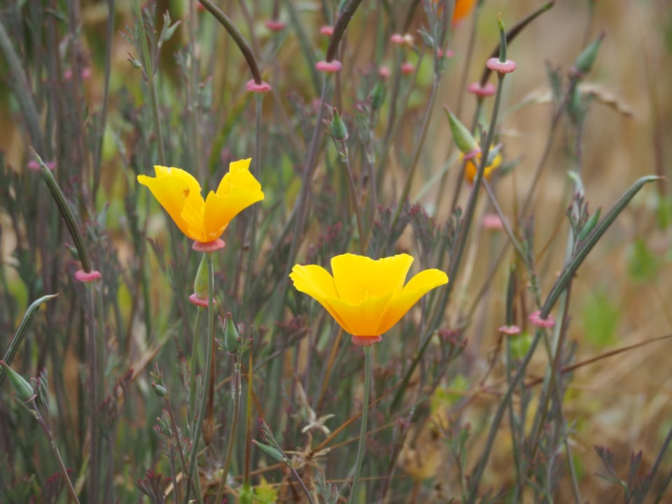 a closeup of two bright orange-yellow California poppies in a meadow