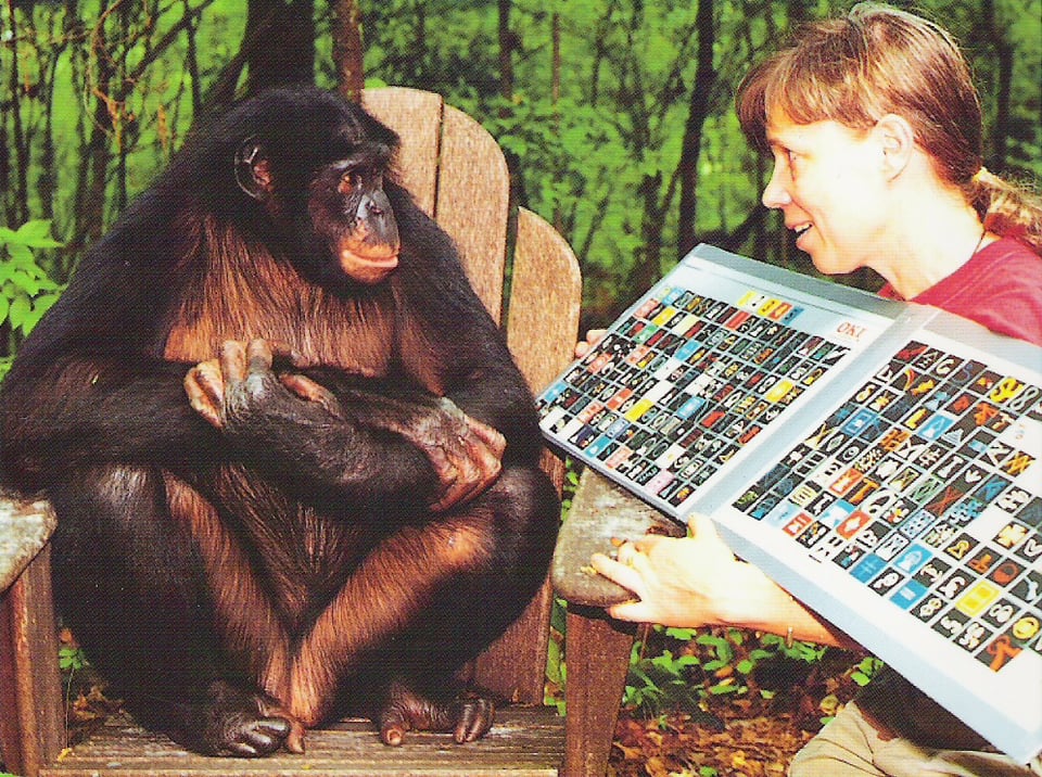 On left is a seated chimpanzee. On right is a woman holding up a book whose pages are covered in pictogram-like symbols. The chimpanzee is looking at the book.