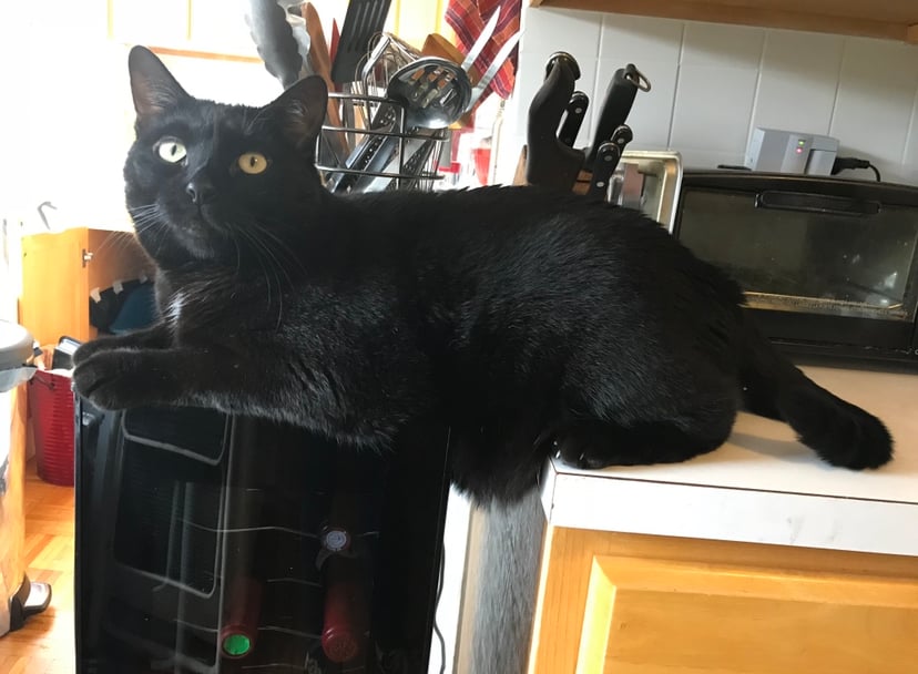 adorable black cat awkwardly stretched between counter and wine fridge in kitchen