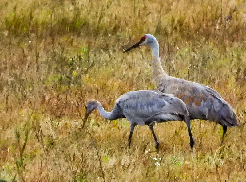 Remember when we told you that a colt (a young Sandhill Crane) had successfully hatched on Frontenac Pond back in June? Two adult sandhills and a juvenile — that’s the latter on the left in the photo above, no red on face — were recently spotted along Hwy. 61. This is the direction the adult would fly off toward when relieved of brooding duty. It is likely these are the sandhills from the pond. If all goes well, they should migrate south later this month. Snowbird Cranes? / Photo by Steve Dietz