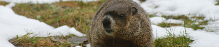 A groundhog with melting snow around it