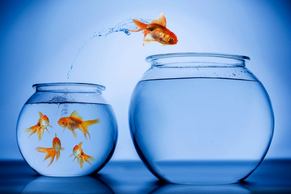 There are two fish bowls. The one on the left is full of fish and the one on the right is empty. One fish is jumping into the empty bowl