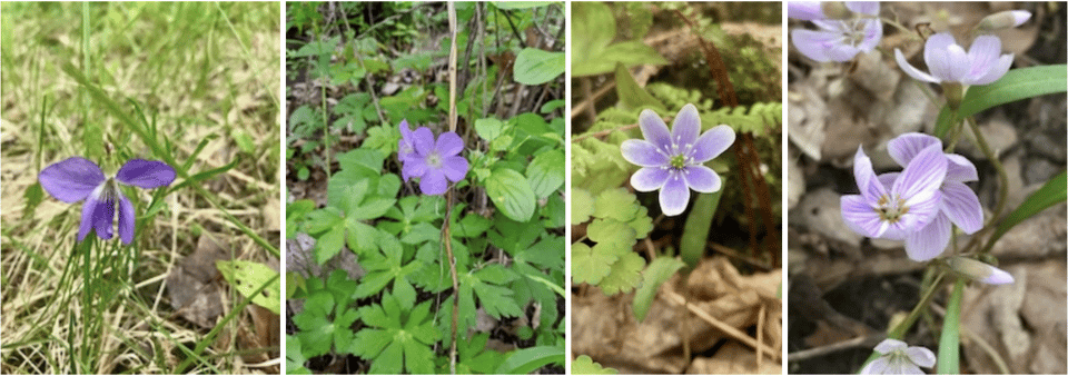 The purple posse of spring ephemerals includes, from left: prairie violet, wild geranium, sharp-lobed hepatica, and Virginia spring beauty.