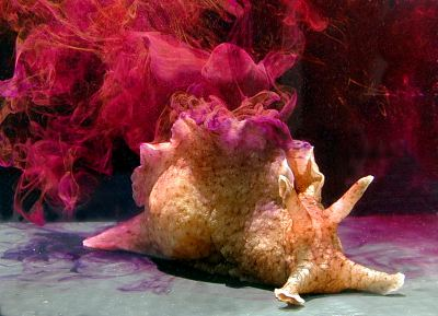 Photo of a sea hare (a large, beautiful sea slug) sitting on a flat surface and emitting into the water a swirling cloud of beautiful red-violet ink.
