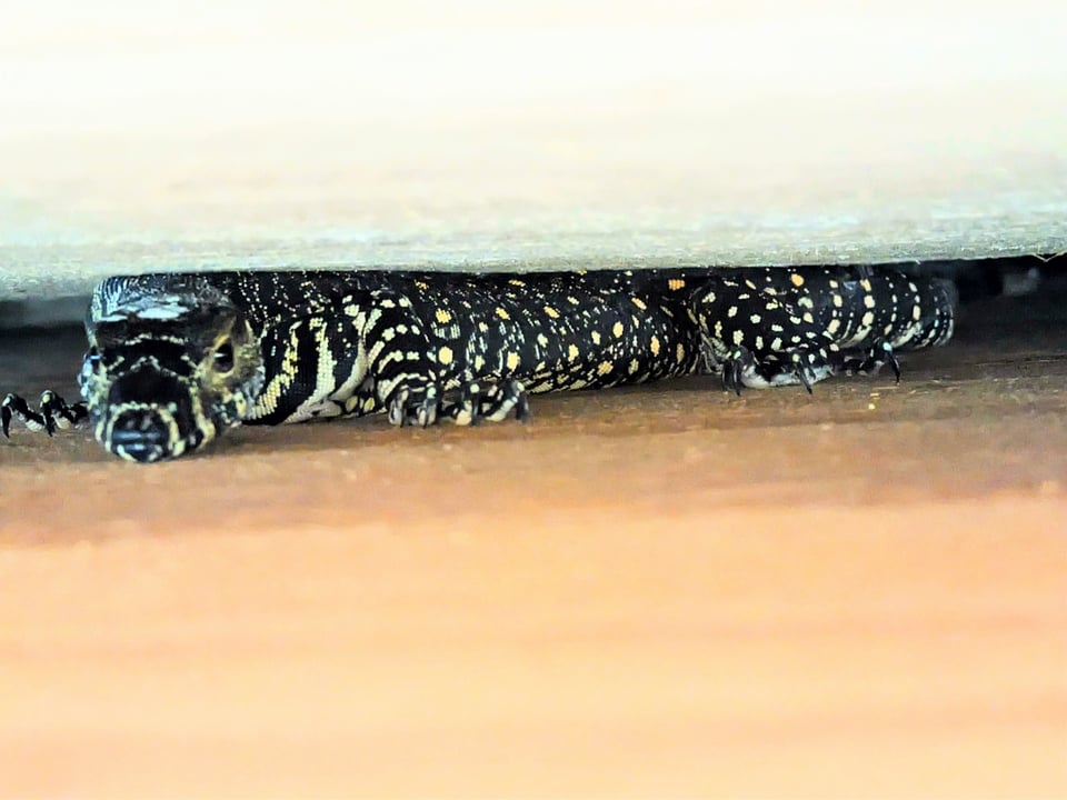 Goanna Encounter