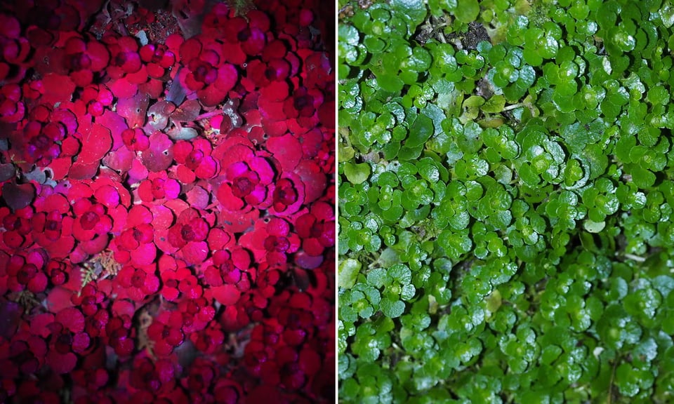 Two pictures side-by-side of the same piece of vegetation. On the right hand side it looks like a mass of tightly clustered clover-shaped leaves. They are all green. On the left the leaves are now glowing a unsettling shade of bright purple, and studded throughout the purple are bursts of iridescent green vegetation that is quite different in shape from the clover leaves