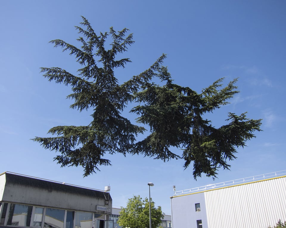 photo of a green tree with the trunk digitally removed. there are buildings in the background and a blue sky