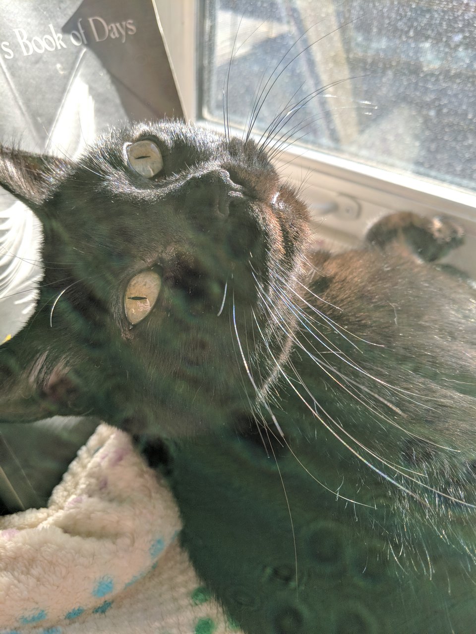 A black cat, bathed in sunlight, tilts her head backwards toward the camera