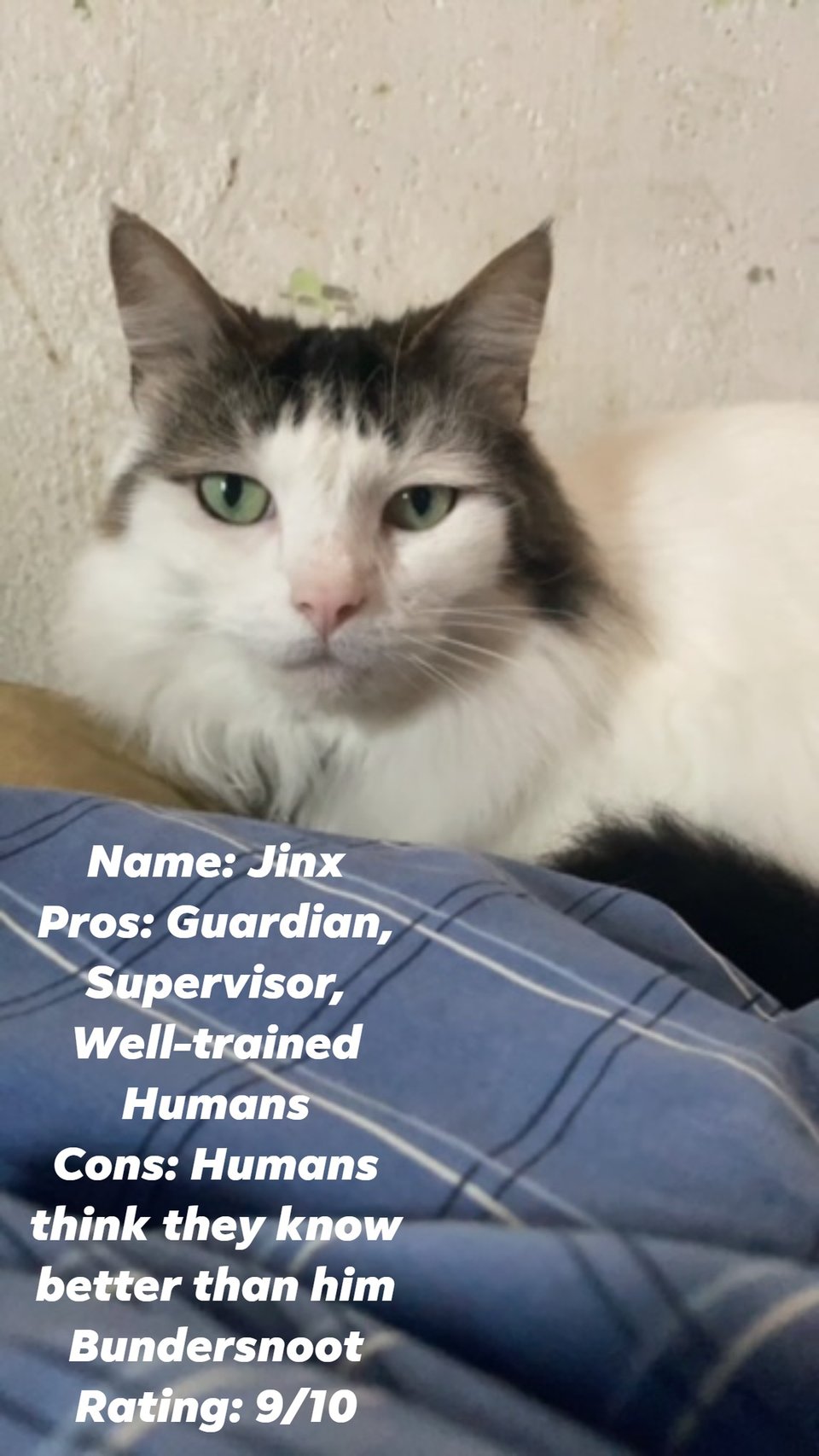 Image of a gray and white cat with green eyes, looking very smug, with the following text: 'Name: Jinx Pros: Guardian, Supervisor, Well-trained Humans Cons: Humans think they know better than him Bundersnoot Rating: 9/10'