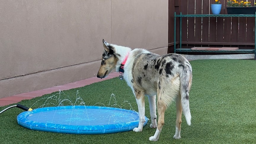 Opal's tongue out from drinking water from the pool.