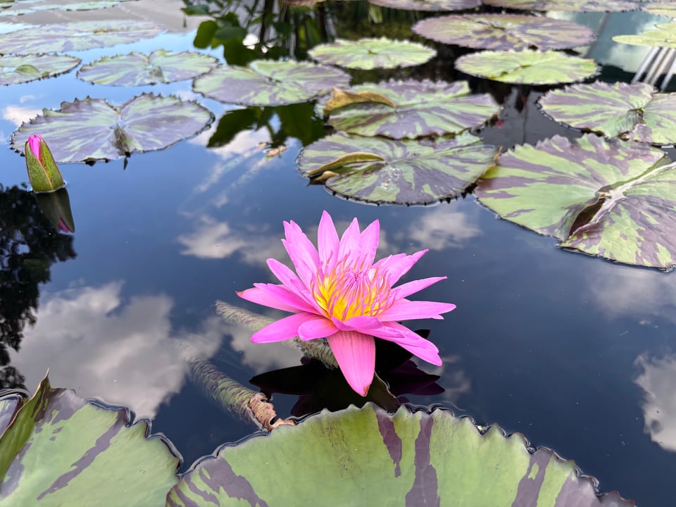 a beguiling pink waterlily blossom with a yellow center, between stripy lilypads