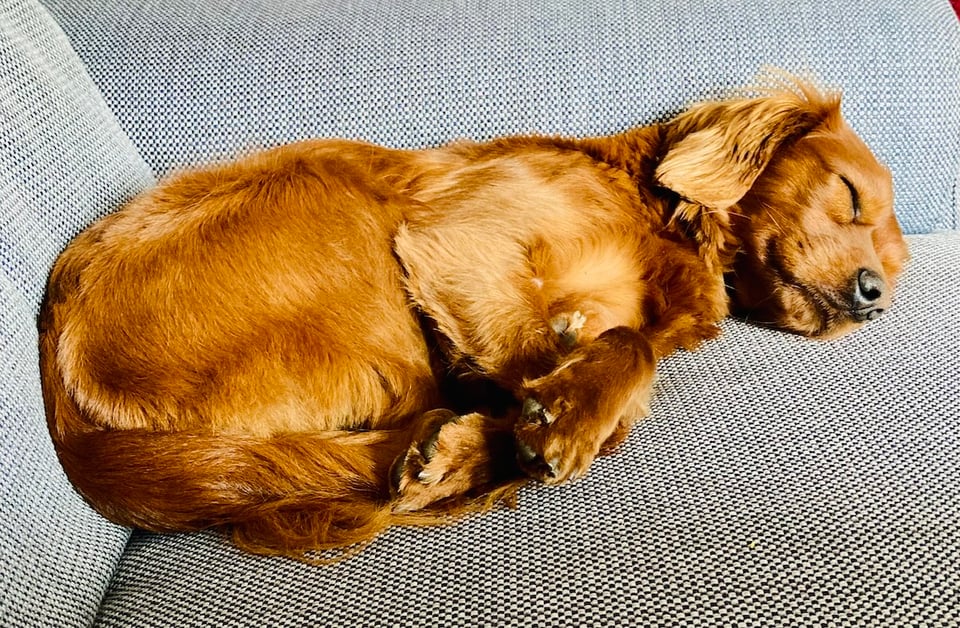 Radio, a cute Cavapoo dog, asleep.