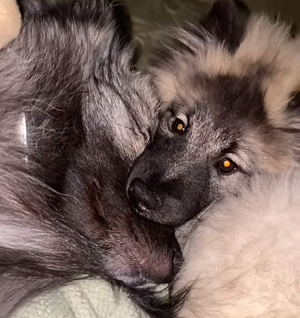 Two fluffy dogs, a small one and a large one, appear to be cuddling. The small one has its face across the snout of the big dog. The human is wondering whether they are actually cuddling or whether the small dog actually has its entire mouth around the snout of the big dog.