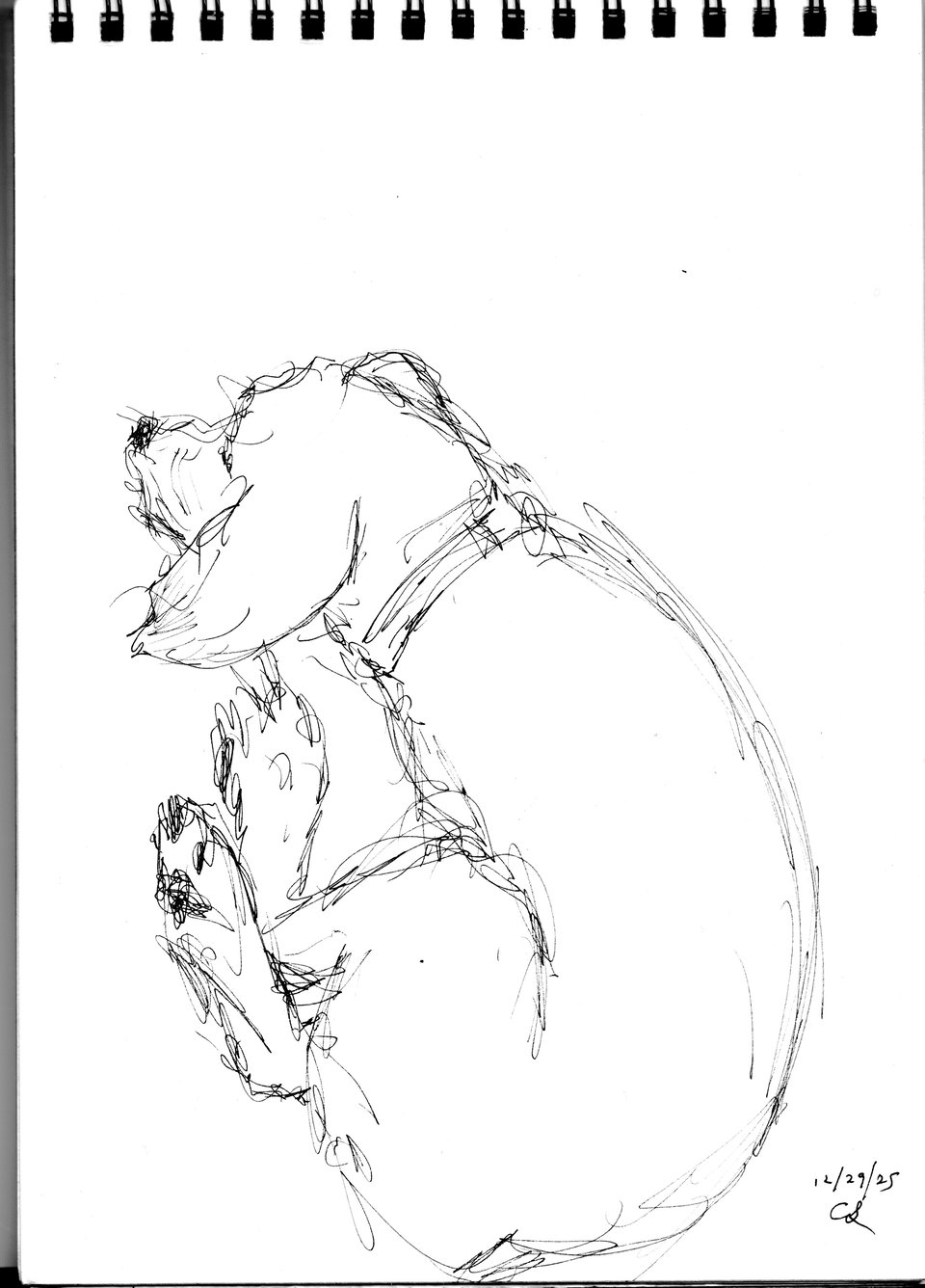 ink-sketch of an aussiedoodle curled up