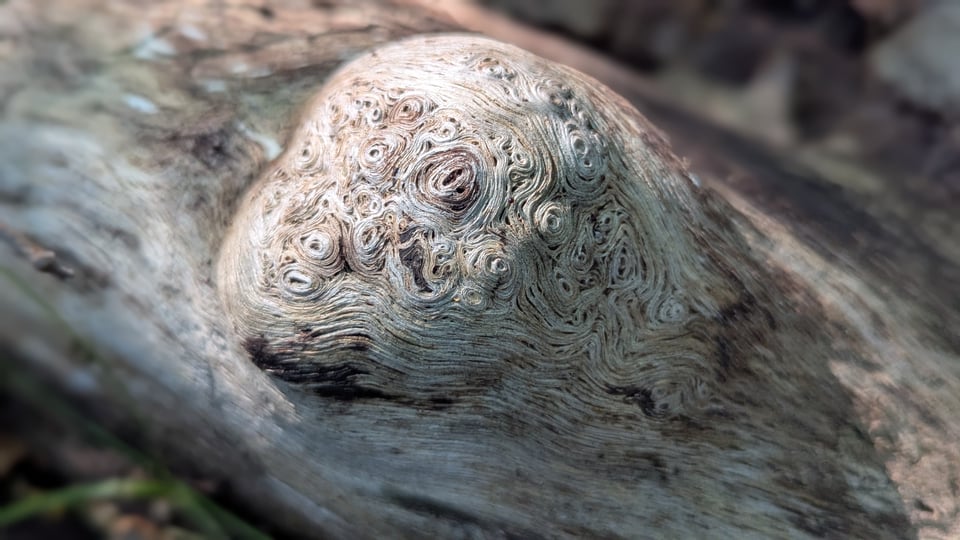 A close-up view of a brown and white gnarl of a tree.