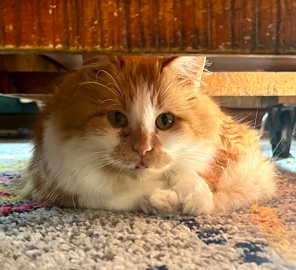 a fluffy orange and white cat on the carpet under a coffee table, with just the most delicate mlem