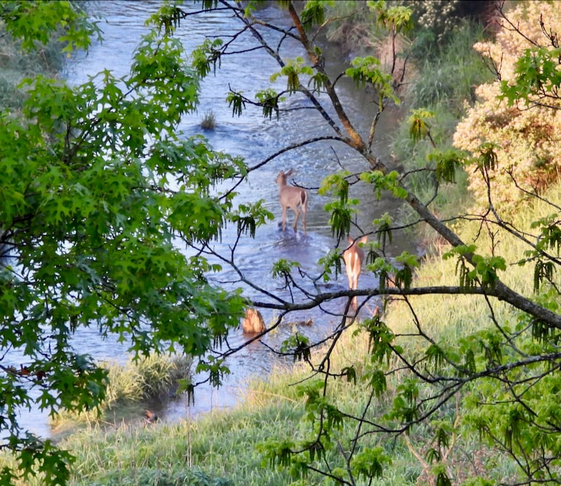 White-tailed does, some of them heavy with fawns to be born in late May and early June, waded into the cooling waters of Pleasant Valley Lakelet viewed from a Frontenac State Park trail. / Photo by Steve Dietz