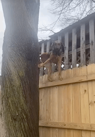 A dog climbs along the top of the fence while balancing herself using one foot on a tree to peek over into the neighbor's yard.