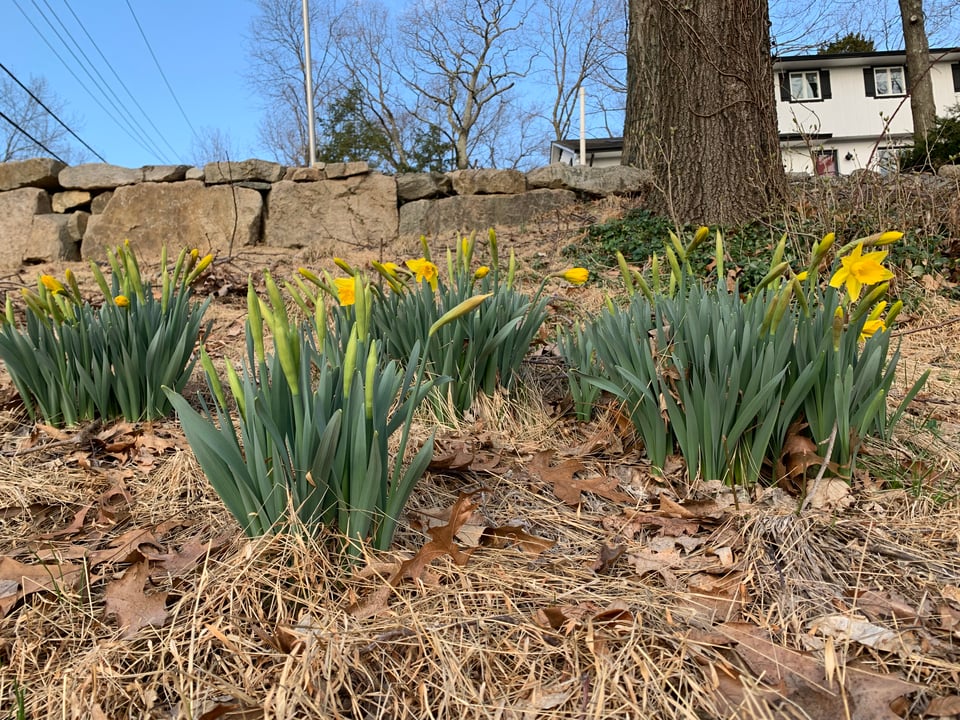 Photo of daffodils beginning to bloom, among brown leaves and yellow grass. There is a rock wall and a tree in the background.