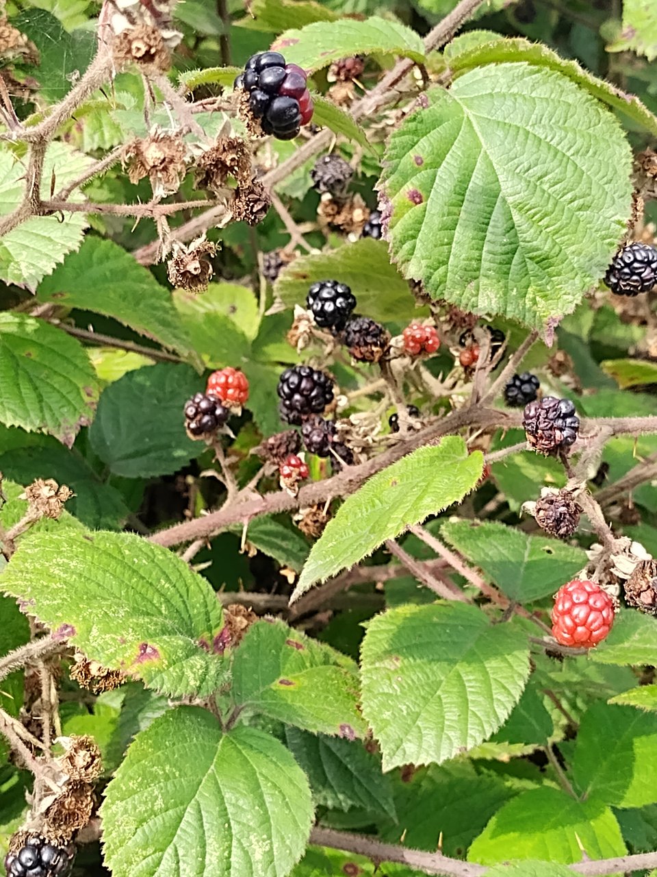 a branch of bramble, with ripe blackberries