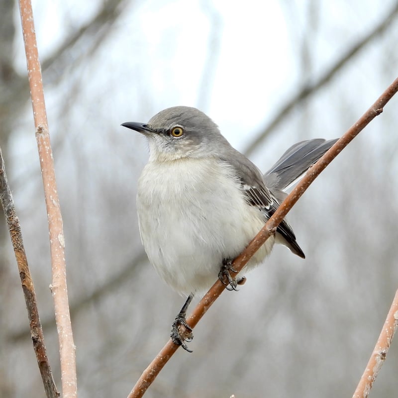 Northern Mockingbird / Photo by Steve Dietz