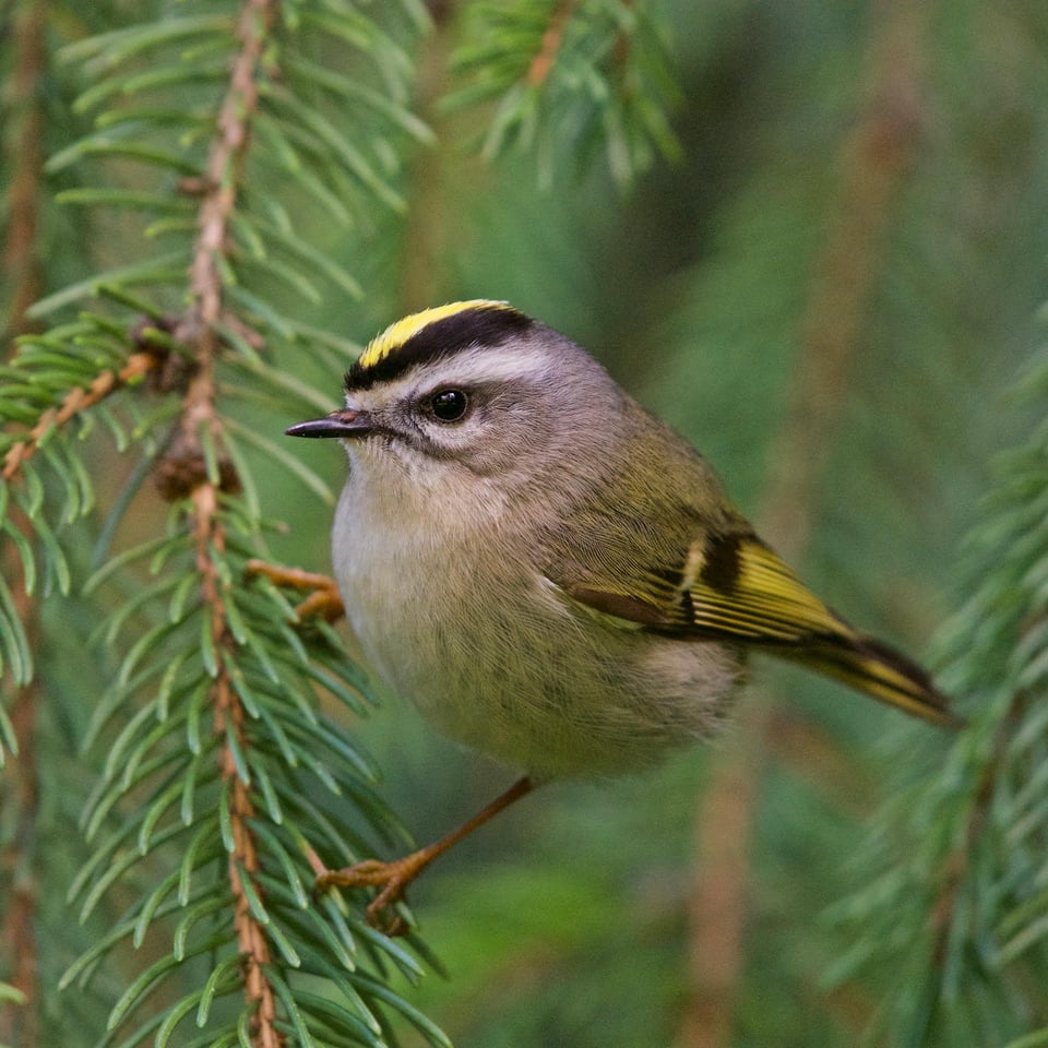 a golden-crowned kinglet clinging to the needles of an evergreen branch. it's a tiny, olive-colored songbird with a dark beak and eye, a bright yellow patch on its head ringed in black, a pale eyebrow, and black and yellow wings.