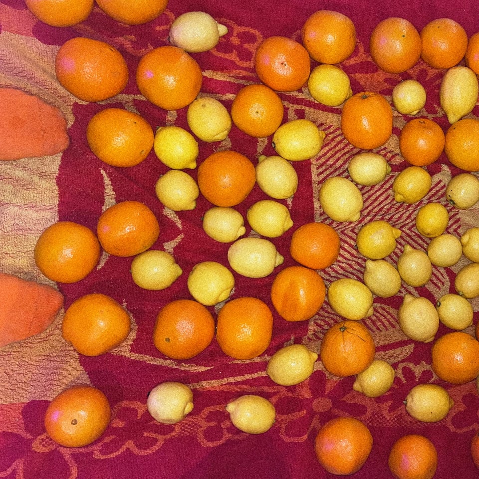 a preposterous amount of oranges and lemons lay drying on a beach towel, someone's orange socks are in the frame to the left