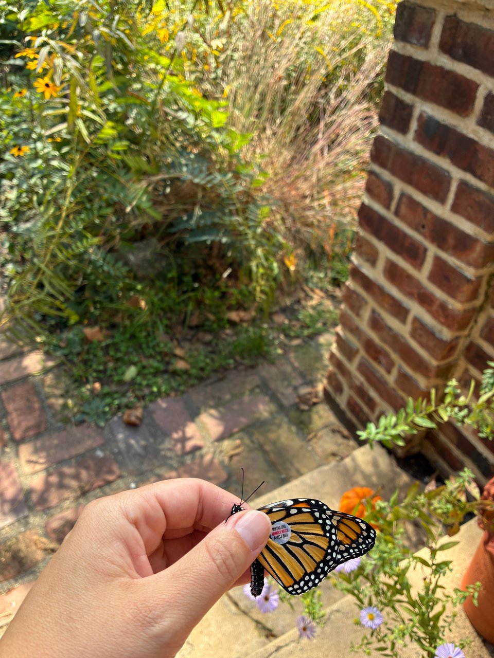Hand holding a male Monarch. Small circular sticker attached to wing. Garden in background.