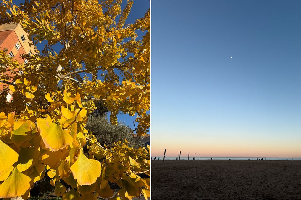 Two photos side by side. Left is a close up of yellow ginko baloba leaves. The Right is twilight over a beach with the moon as a small dot in the sky.