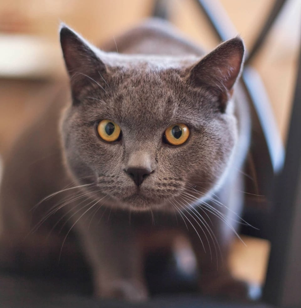 PAWS the AI domestic robot