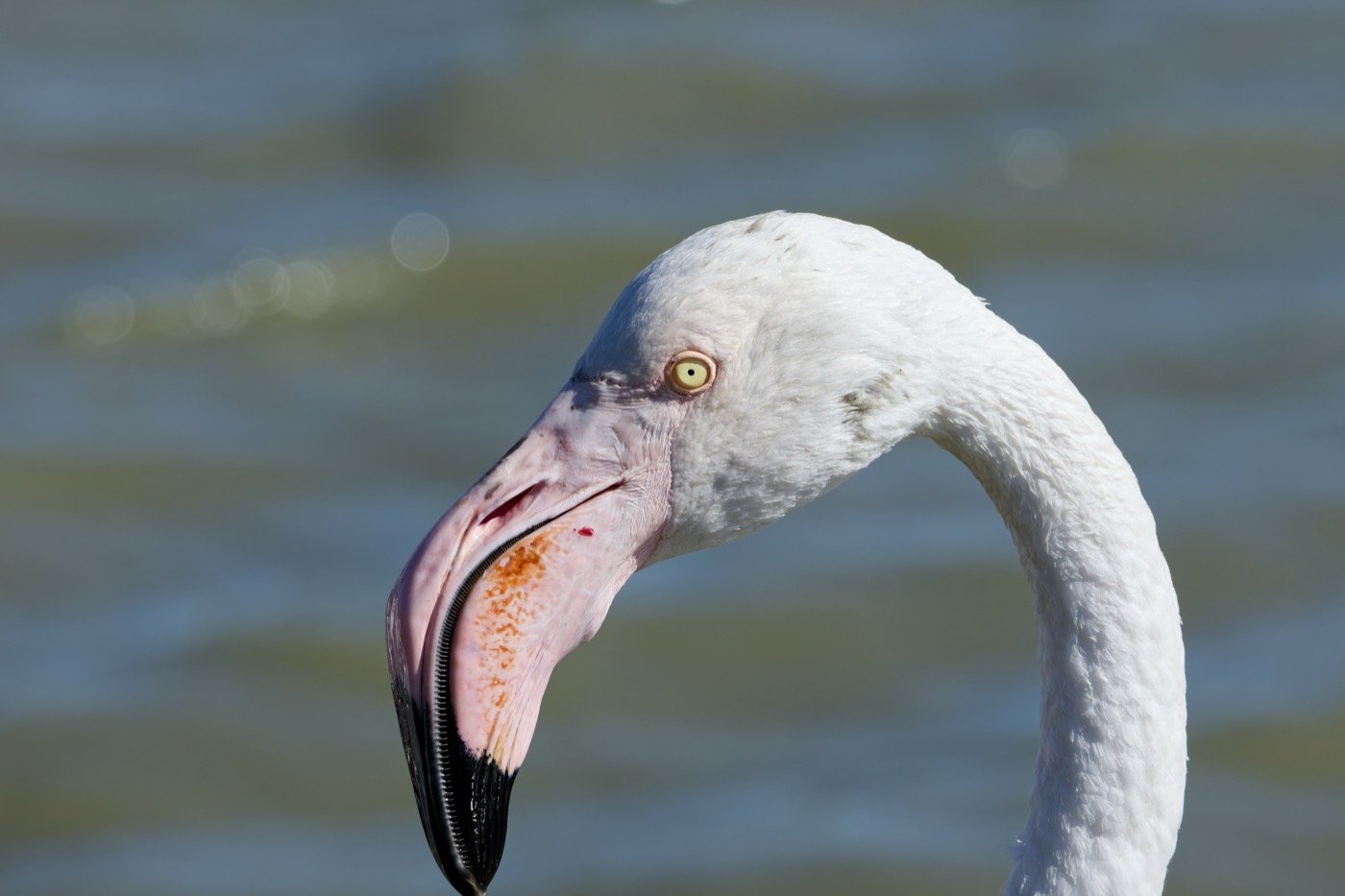 A greater flamingo, with the comb-like lamellae lining the edge of the beak. From Wikipedia.