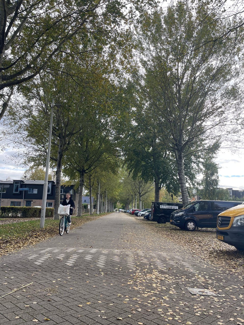 A street is lined by trees whose leaves are falling to the ground. A girl rides her bike towards the camera. Cars are parked off to the right of the street.
