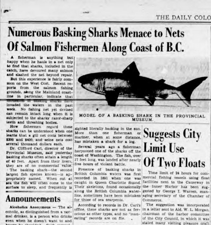 Screenshot of an article from The Daily Colonist for 16 July 1946. The headline reads, "Numerous Basking Sharks Menace to Nets of Salmon Fishermen Along Coast of BC" and there is a picture of a model of a shark.