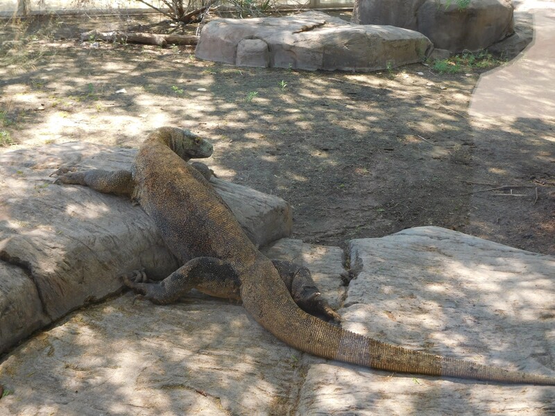 A komodo dragon sunning itself on some rocks