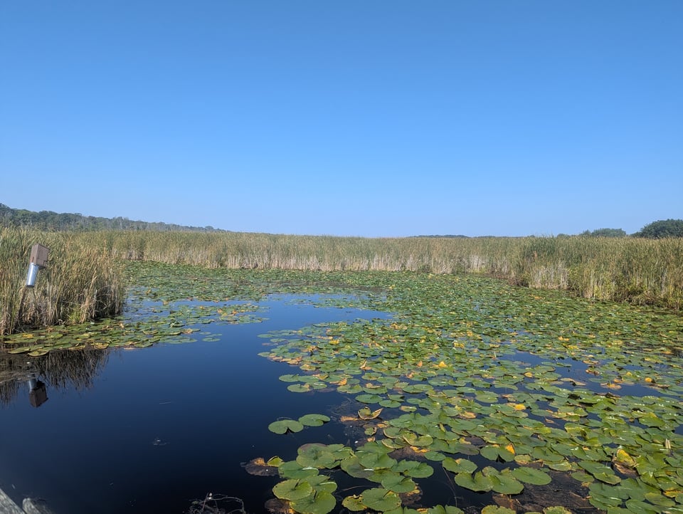 A pond surrounded by tall grasses, half covered in lily pads, reflecting a deep blue sky