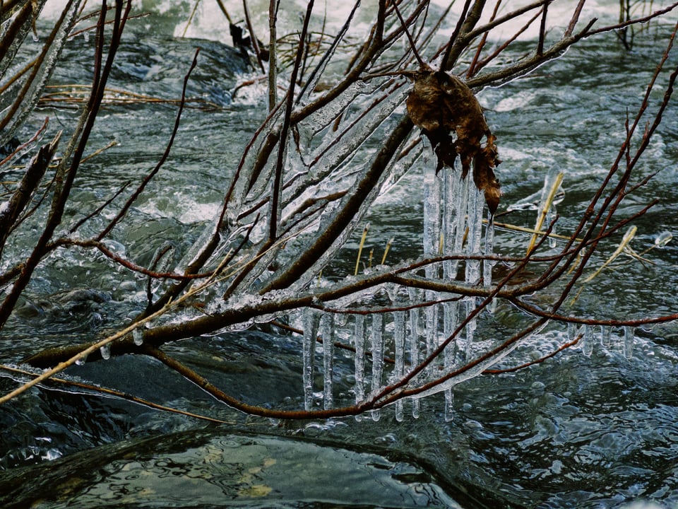 Icicles in the stream