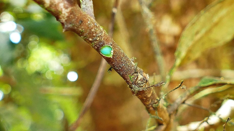 A close-up photo of a tree branch shows a single bright green bead of sap glistening on the bark. The background is softly blurred with warm greens and browns, suggesting dense foliage in a forest setting. The sharp focus on the tiny droplet highlights its vivid color and jewel-like appearance.