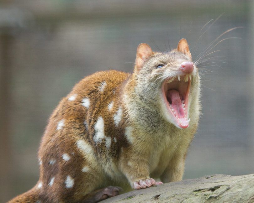 A quoll, small marsupial with dotted fur, is yelling towards the photographer