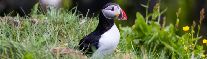 A puffin among grass and flowers
