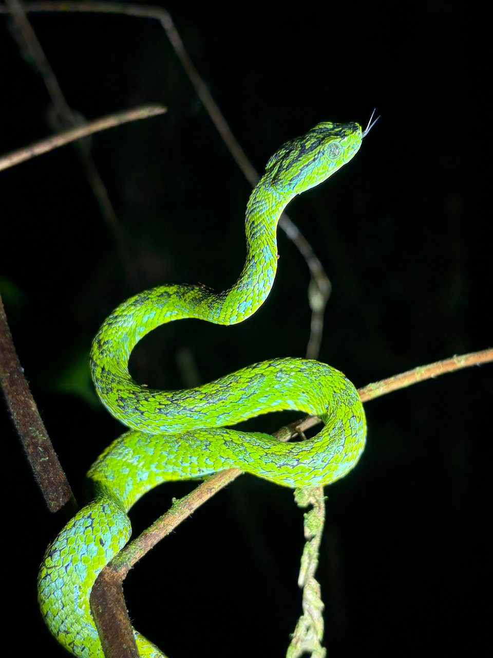 A green and turquoise snake lifting its body off a branch and sticking out its tongue, at night