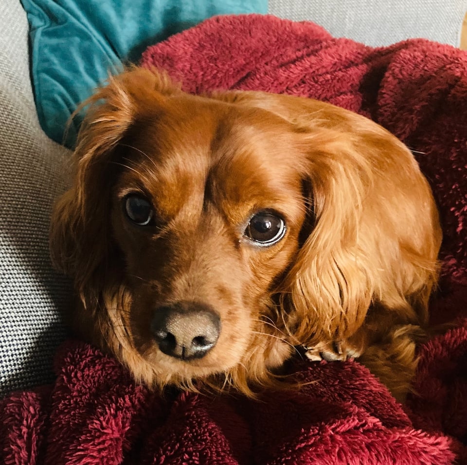A cute dog.