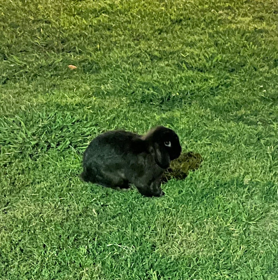 a black bunny in the grass