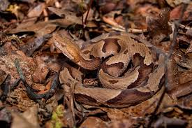 a copperhead in leaves