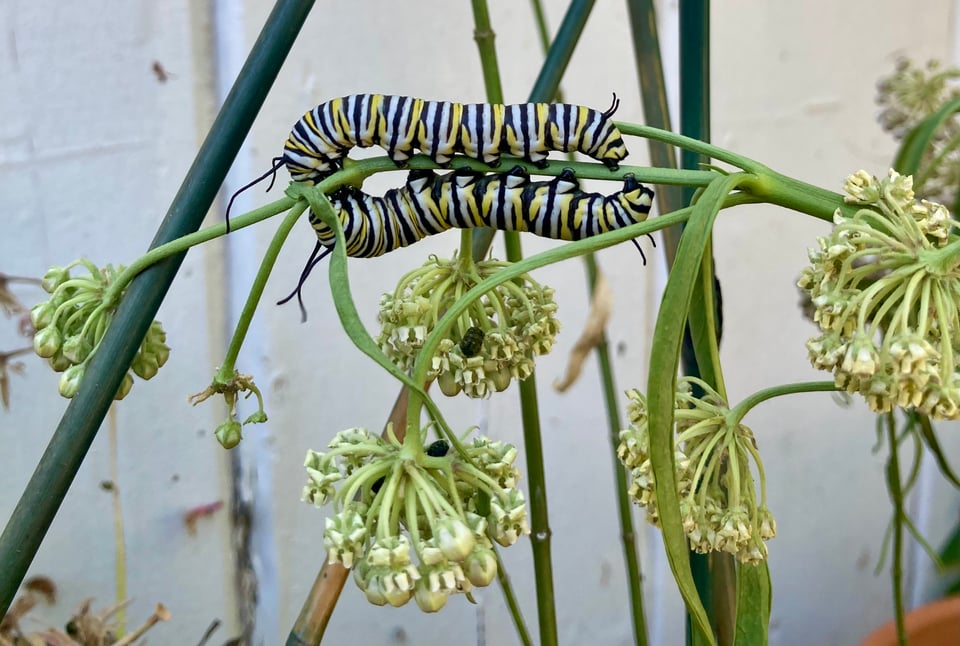 Two striped monarch caterpillars munching on a stalk of milkweed.