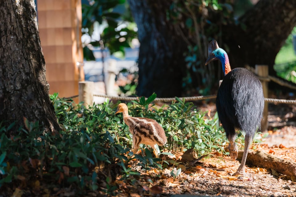 An adult male cassowary and chick wander along the edge of the beach