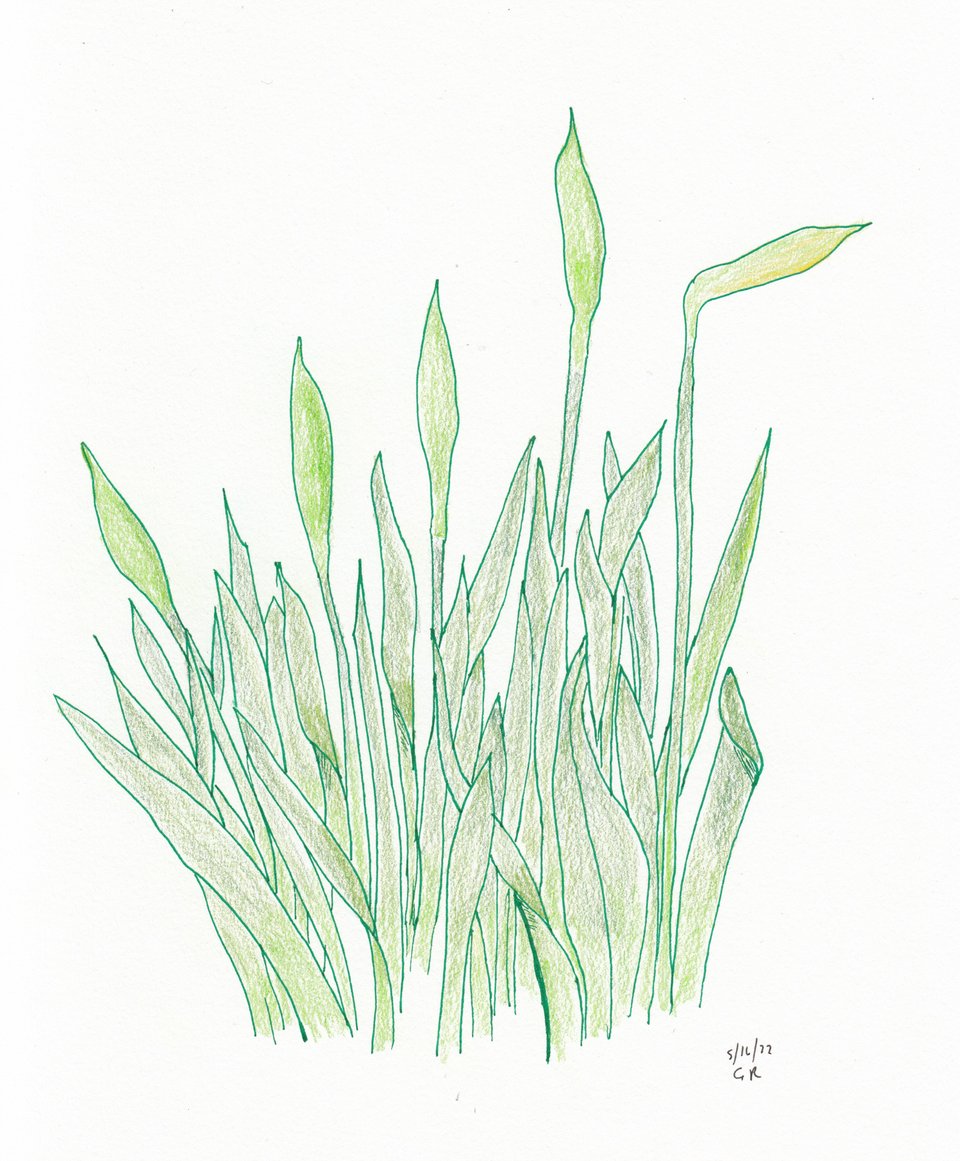 Colored pencil & ink drawing of daffodils just before blooming, from May 2022