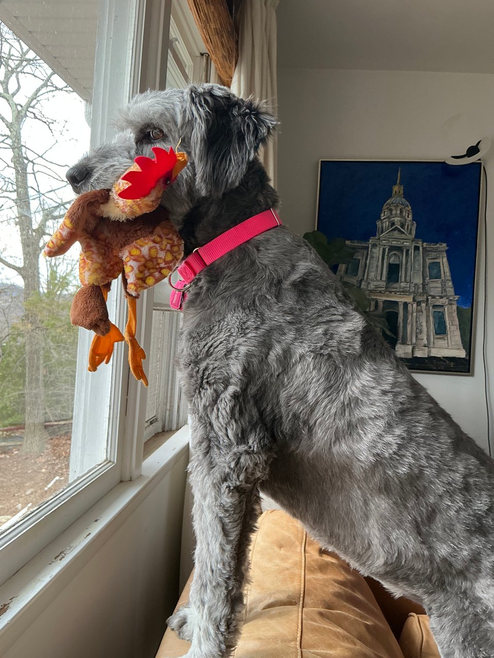 Side-view photo of gray aussiedoodle with a pink collar, standing on a light-brown leather sofa, looking out a window, with a floppy chicken-toy in her mouth.