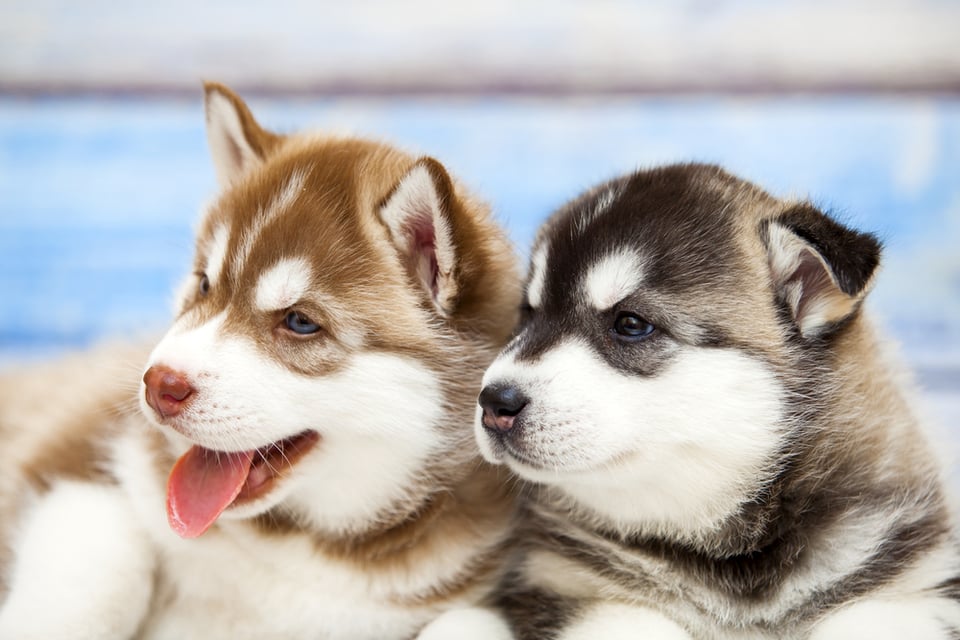 Two adorable husky puppies looking into the camera