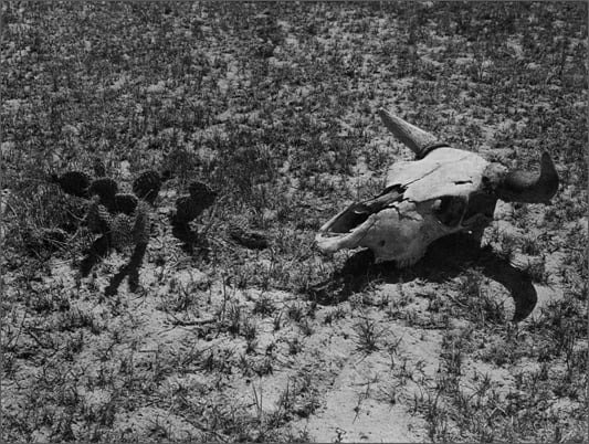 a cactus and a cattle skull lie in the dirt of the plains