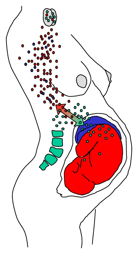 diagram of fetomaternal microchimerism
